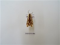 藏品(雙紋污燈蛾)的圖片